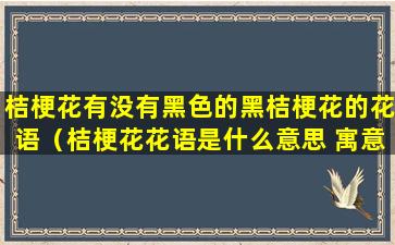 桔梗花有没有黑色的黑桔梗花的花语（桔梗花花语是什么意思 寓意）